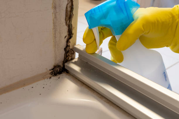 Best Kitchen Mold Remediation in Fremont, IN