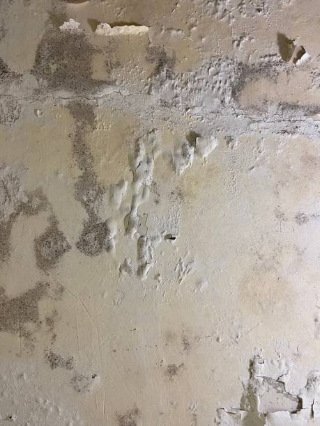 Best Attic Mold Remediation in Fremont, IN
